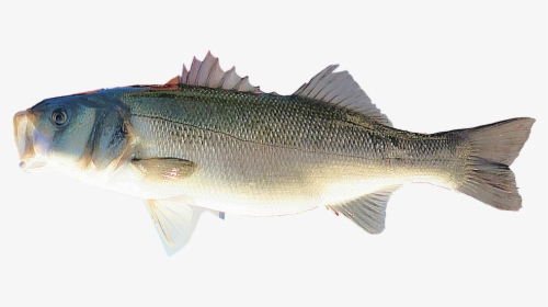 Transparent Striper Png - ปลา ทะเล Png, Png Download, Transparent PNG