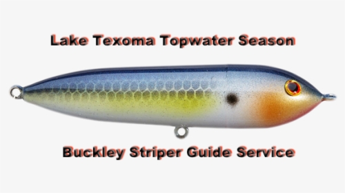 Texoma Topwater Season - Pomacentridae, HD Png Download, Transparent PNG