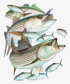 Striper Bass, HD Png Download, Transparent PNG