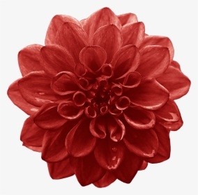 Dahlia Cut Flowers Red Lilium - Flower, HD Png Download, Transparent PNG