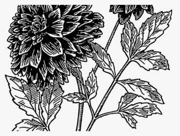 Drawing Flowers Dahlia - Black Dahlia Flower Drawing, HD Png Download, Transparent PNG