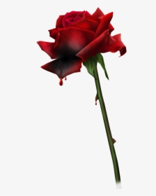 #blood //#bloody Rose#bloody Roses#goth#goth Aesthetic#rose#roses#red - Kanayan Gül Png, Transparent Png, Transparent PNG