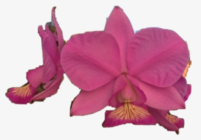 Transparent Orquideas Png - Orchids Of The Philippines, Png Download, Transparent PNG