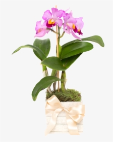 Transparent Orquideas Png - Cattlianthe Jewel Box, Png Download, Transparent PNG