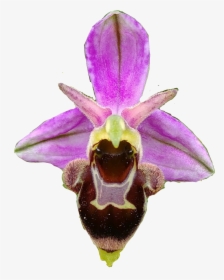 #orchid #orchids #orquidea #orquideas - Fly Orchid, HD Png Download, Transparent PNG