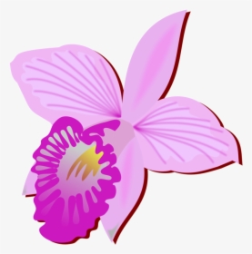 Bamboo Orchid Cut Flowers Drawing Orchids - Orchid Cut Flower Drawing, HD Png Download, Transparent PNG