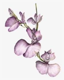 Orquídea - Orquidea Colombiana Png, Transparent Png, Transparent PNG