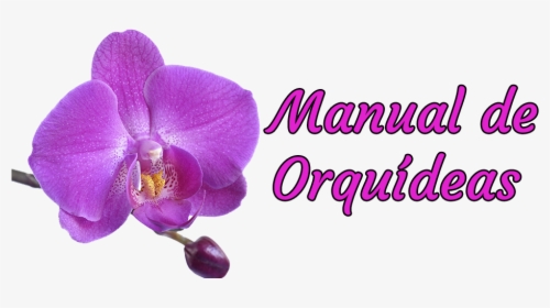 Manual De Orquídeas - St Louis Cardinals Blue, HD Png Download, Transparent PNG