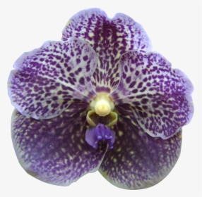 Transparent Orquideas Png - Orchid Flower Singapore Clipart, Png Download, Transparent PNG