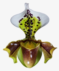 Orquídea, Frauenschuh, Orquídeas Phalaenopsis, Cerrar - Cypripedium, HD Png Download, Transparent PNG