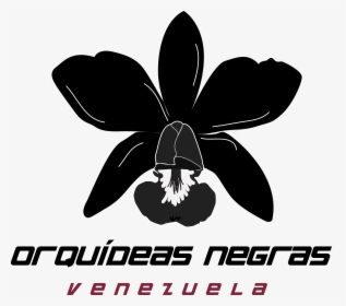 Orquídeas Negras Rugby Foundation - Orquideas Negras Venezuela, HD Png Download, Transparent PNG