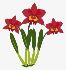 Cattleya - Cartoon Picture Of Orchid Flower, HD Png Download, Transparent PNG