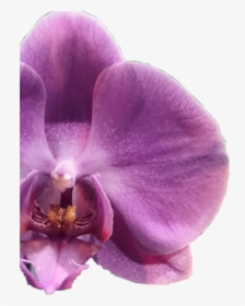 #flower #orquídeas #orquidea #irapuato #beautifull - Phalaenopsis Sanderiana, HD Png Download, Transparent PNG