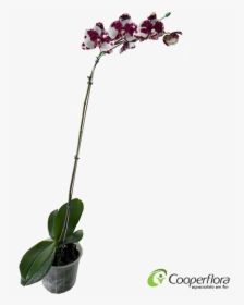 Orquidea Phalaenopsis Branca Png, Transparent Png, Transparent PNG