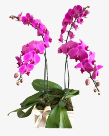 Orquideas Lilas Png, Transparent Png, Transparent PNG