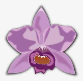 Cattleya - Cattleya Orchid Clipart, HD Png Download, Transparent PNG