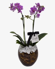 Clip Art Orquidea Do Mato - Cooktown Orchid, HD Png Download, Transparent PNG