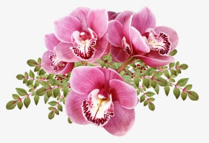 Flores, Orquídeas, Hojas, Exóticas, Tropicales, Cortar - Moth Orchid, HD Png Download, Transparent PNG
