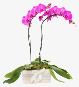 Moth Orchid, HD Png Download, Transparent PNG