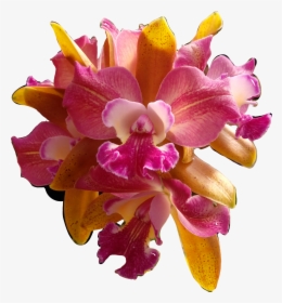 #flores #flowers #orquídeas #orquid #catarinazs - Christmas Orchid, HD Png Download, Transparent PNG