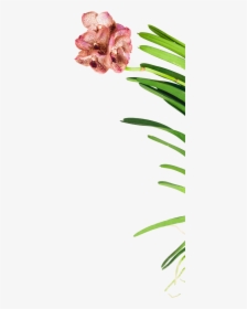 Lily, HD Png Download, Transparent PNG