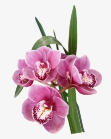 Flores, Orquídeas, Rosa, Exóticas, Tropicales, Cortar - Moth Orchid, HD Png Download, Transparent PNG