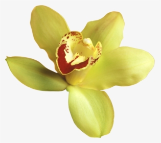 Yellow Orchid Transparent Background, HD Png Download, Transparent PNG
