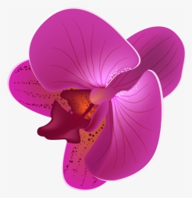 Orchid Clipart Animated - Orchid Flower Vector Png, Transparent Png, Transparent PNG