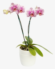 Orquidea Arwen - Moth Orchid, HD Png Download, Transparent PNG