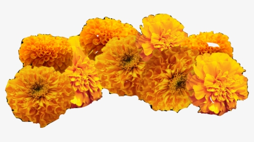 Clip Art Cempasuchil Flowers - Flor De Cempasúchil Dibujo, HD Png Download, Transparent PNG