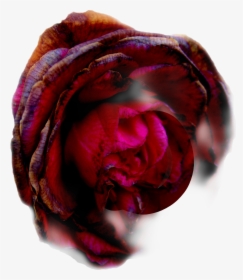 #freetoedit #freetoeditremix #free #dead #rose - Hybrid Tea Rose, HD Png Download, Transparent PNG