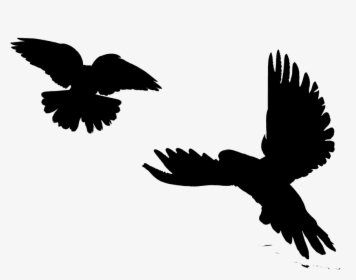Image Silhouette Eagle Bird Clip Art - Red-tailed Hawk, HD Png Download, Transparent PNG
