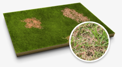 Red Thread Lawn Disease - Lawn, HD Png Download, Transparent PNG