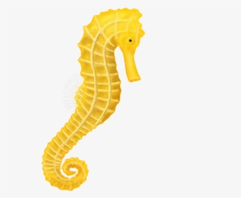 Fishing Pole Png -download Seahorse Png Hq Png Image - Transparent Background Seahorse Clipart, Png Download, Transparent PNG