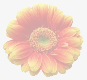Transparent Background Translucent Png Flowers, Png Download, Transparent PNG