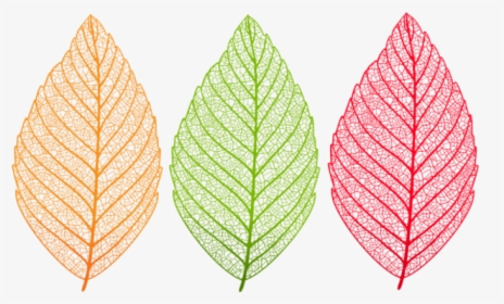 Download Transparent Leaves Set Clipart Png Photo - Transparent Leaf Clipart Png, Png Download, Transparent PNG