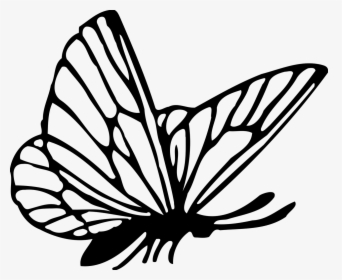 Butterfly Drawing Png, Transparent Png, Transparent PNG