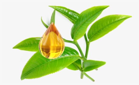 Transparent Tea Tree Oil Png, Png Download, Transparent PNG