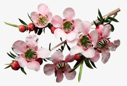 Flowers, Tea Tree, Plant, Garden, Nature, Cut Out - Tea Tree Blossom, HD Png Download, Transparent PNG