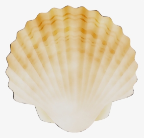 Cockle Conchology Scallops - Scallops Png, Transparent Png, Transparent PNG