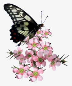 Butterfly, Tea Tree, Flower, Nature - Butterfly On Flower Png, Transparent Png, Transparent PNG