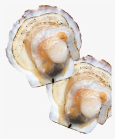 Natural Scallops From Sarufutsu - Tiostrea Chilensis, HD Png Download, Transparent PNG