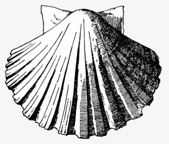 Scallop Shell Drawing Outline, HD Png Download, Transparent PNG