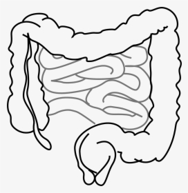 Intestines-293929 1280 - Small Intestine Clipart, HD Png Download, Transparent PNG