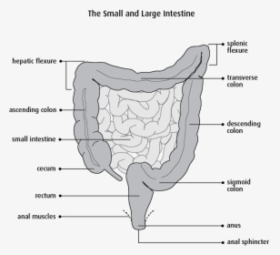 Segmental Resection Of Small Bowel , Png Download - Small Bowel Segmental Resection, Transparent Png, Transparent PNG