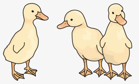 Wildlife,ducks Geese And Swans,american Black Duck - Duck, HD Png Download, Transparent PNG