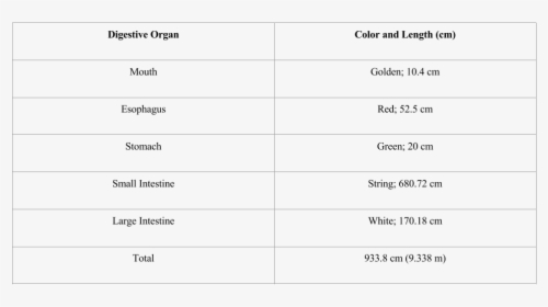 Length Of Digestive System In Cm, HD Png Download, Transparent PNG