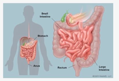 Cholera In The Small Intestine, HD Png Download, Transparent PNG
