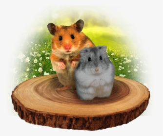 Hamster, HD Png Download, Transparent PNG