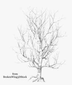 A Tree In Winter - Tree, HD Png Download, Transparent PNG